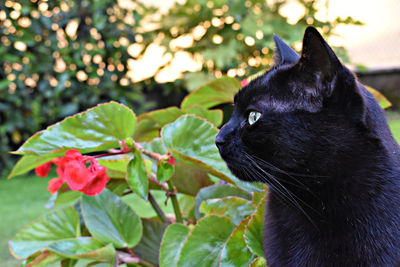 Close-up of a black cat