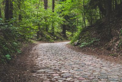Road amidst trees in forest