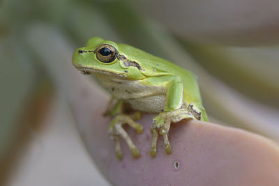 Close-up of frog on hand