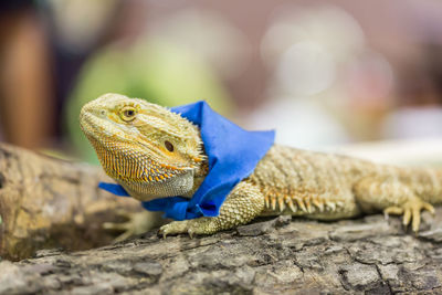 Close-up of lizard on rock