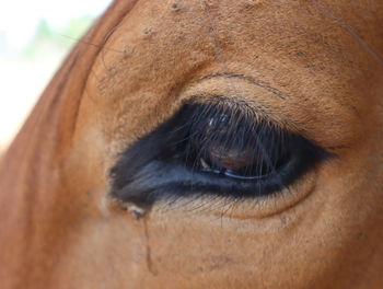 Close-up of horse eye