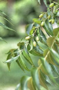 Close-up of green leaves