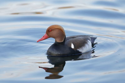 Duck swimming in lake