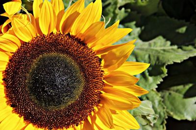 Close-up of sunflower