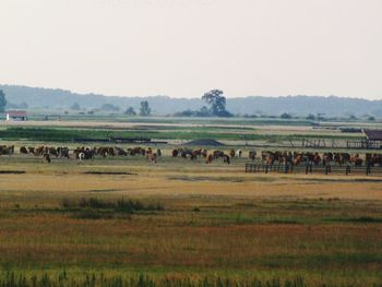 Scenic view of rural landscape