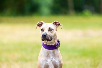 Portrait of dog running on field