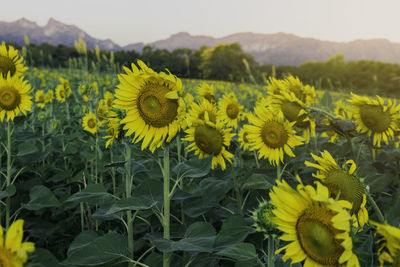 Close-up of yellow flowering plant on field