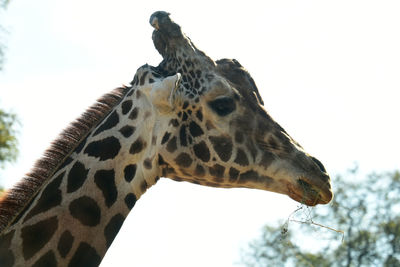 Low angle view of giraffe against sky