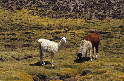 Sheep grazing on field