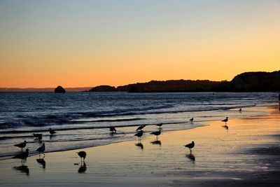 Birds on beach against sky during sunset