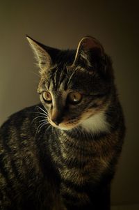 Close-up of tabby cat