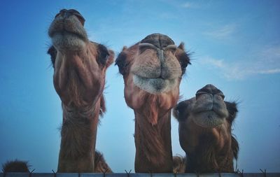 Low angle view of horses standing against clear sky