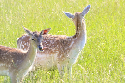 Portrait of deer on field