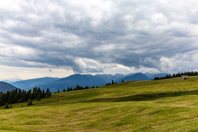 Scenic view of field against sky