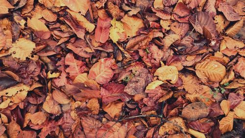 Full frame shot of dry maple leaves