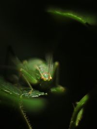 Close-up of insect on plant at night