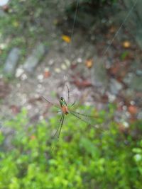 Close-up of spider on web