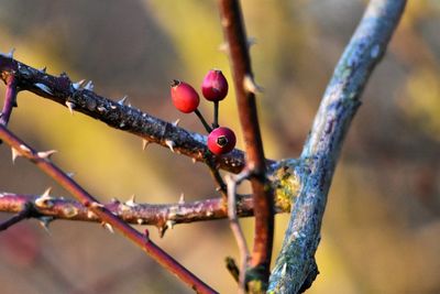 Close-up of berries on branch