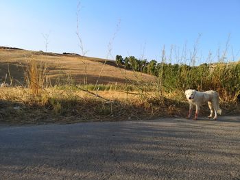 Dog standing on road amidst field against sky