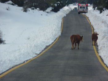 View of dog on road in winter