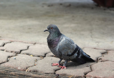 Close-up of pigeon perching on footpath