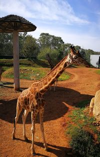 View of an animal on field