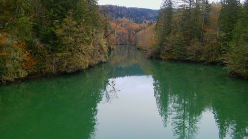 Reflection of trees in water