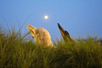 Sheep on field against clear sky at night