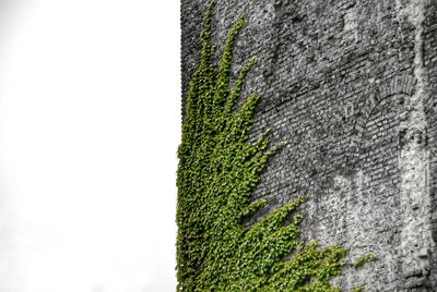 Close-up of grass against sky