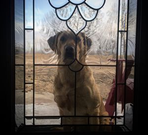 Close-up of dog looking through window at home