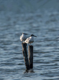 Bird flying over lake