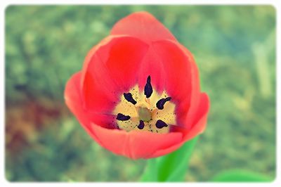 Close-up of red flowers