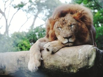 Close-up of lion relaxing on tree