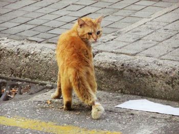 Close-up of cat