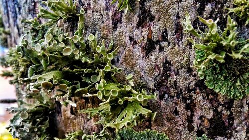 Close-up of lichen growing on tree trunk