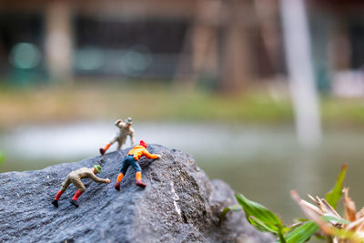 Close-up of insect on rock