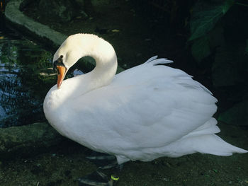 Close-up of swan in lake