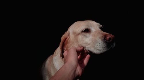 Close-up of a labrador retriever over black background