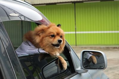 Dog looking through car window