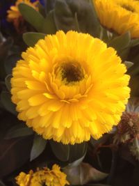Close-up of sunflower
