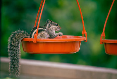 Close-up of squirrel munching