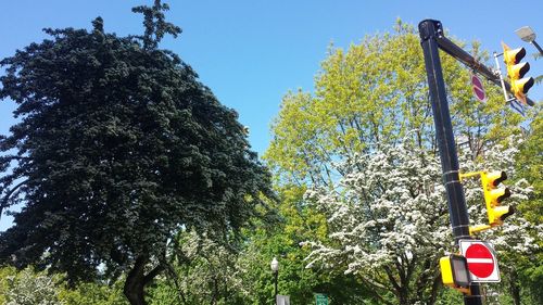 Low angle view of trees against clear sky