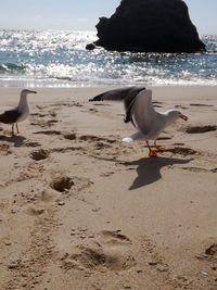 Seagull on beach by sea against sky
