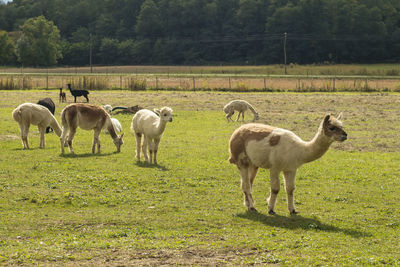 Sheep in a field