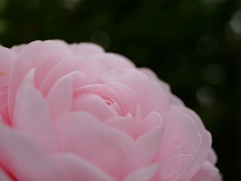 Close-up of pink rose