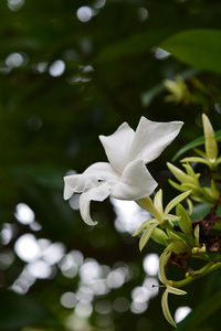 Close-up of white flowering plant