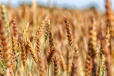 Wheat field. ears of golden wheat close up. beautiful nature sunset 