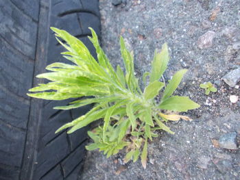 Close-up of plant