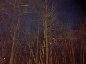 Full frame shot of bare trees on field