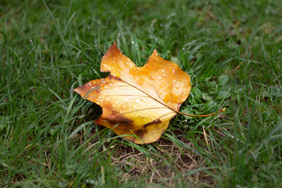 Close-up of dry maple leaf on land